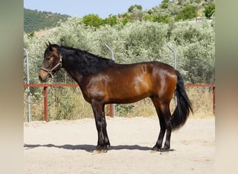 Andaluso, Castrone, 4 Anni, 158 cm, Baio