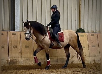 Andaluso, Castrone, 4 Anni, 158 cm, Falbo baio