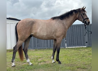 Andaluso, Castrone, 4 Anni, 160 cm, Grigio