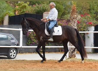 Andaluso, Castrone, 4 Anni, 160 cm, Morello