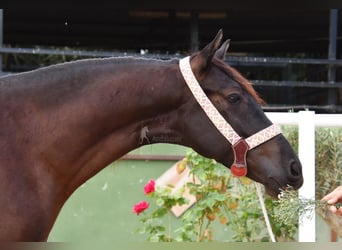 Andaluso, Castrone, 4 Anni, 160 cm, Morello