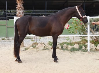 Andaluso, Castrone, 4 Anni, 160 cm, Morello