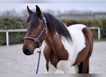 Andaluso, Castrone, 4 Anni, 160 cm, Pezzato