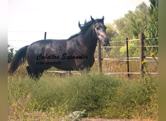 Andaluso, Castrone, 4 Anni, 161 cm, Grigio ferro