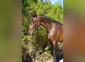 Andaluso, Castrone, 4 Anni, 163 cm, Baio ciliegia