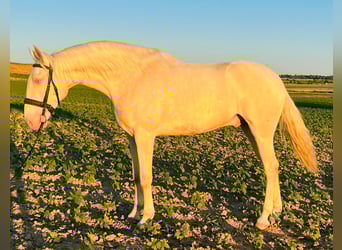Andaluso Mix, Castrone, 4 Anni, 164 cm, Cremello