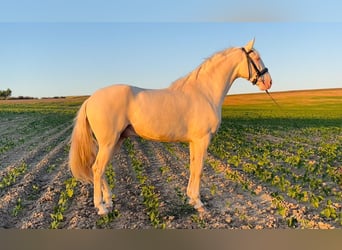 Andaluso Mix, Castrone, 4 Anni, 164 cm, Cremello