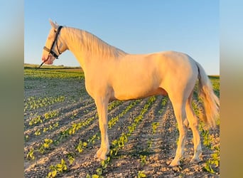Andaluso Mix, Castrone, 4 Anni, 164 cm, Cremello