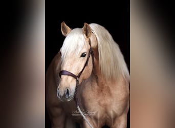 Andaluso, Castrone, 4 Anni, 165 cm, Palomino