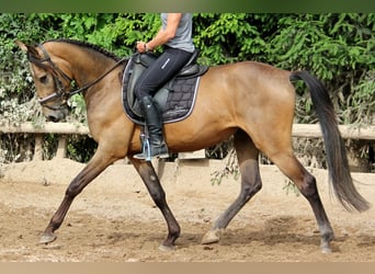 Andaluso, Castrone, 4 Anni, 168 cm, Falbo