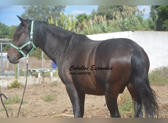 Andaluso, Castrone, 4 Anni