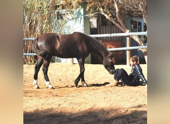 Andaluso, Castrone, 5 Anni, 147 cm, Morello