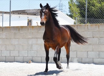 Andaluso, Castrone, 5 Anni, 151 cm, Baio scuro