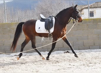 Andaluso, Castrone, 5 Anni, 151 cm, Baio scuro