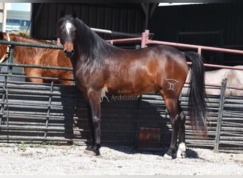Andaluso, Castrone, 5 Anni, 151 cm, Baio scuro