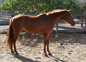 Andaluso, Castrone, 5 Anni, 151 cm, Sauro