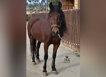 Andaluso, Castrone, 5 Anni, 152 cm, Baio