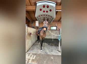 Andaluso Mix, Castrone, 5 Anni, 152 cm, Baio