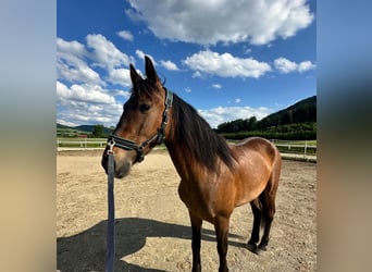 Andaluso Mix, Castrone, 5 Anni, 152 cm, Baio