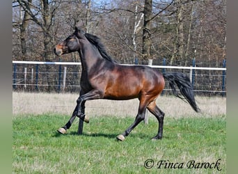 Andaluso, Castrone, 5 Anni, 153 cm, Baio