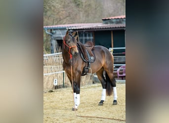 Andaluso, Castrone, 5 Anni, 155 cm, Falbo