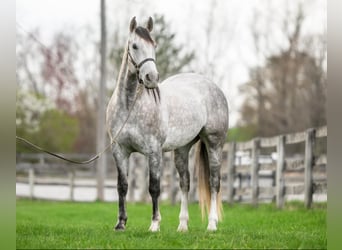 Andaluso Mix, Castrone, 5 Anni, 155 cm, Grigio