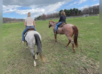 Andaluso Mix, Castrone, 5 Anni, 155 cm, Grigio
