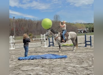 Andaluso Mix, Castrone, 5 Anni, 155 cm, Grigio
