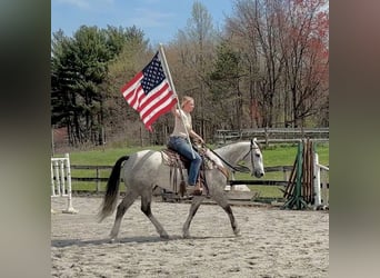 Andaluso Mix, Castrone, 5 Anni, 155 cm, Grigio
