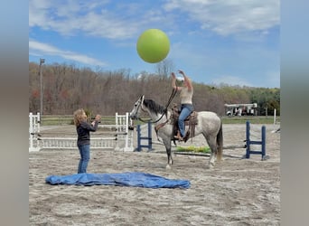 Andaluso Mix, Castrone, 5 Anni, 155 cm, Grigio