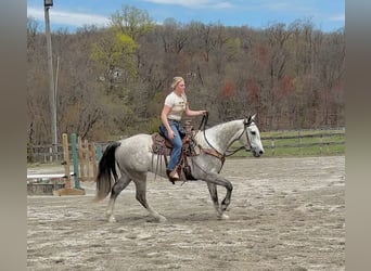 Andaluso Mix, Castrone, 5 Anni, 155 cm, Grigio