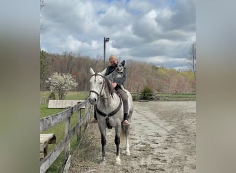 Andaluso Mix, Castrone, 5 Anni, 155 cm, Grigio