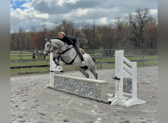 Andaluso Mix, Castrone, 5 Anni, 155 cm, Grigio