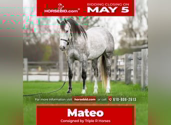 Andaluso Mix, Castrone, 5 Anni, 155 cm, Grigio