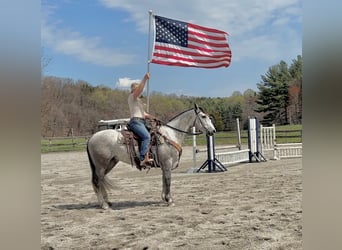 Andaluso Mix, Castrone, 5 Anni, 155 cm, Grigio