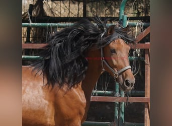 Andaluso, Castrone, 5 Anni, 156 cm, Baio