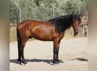 Andaluso, Castrone, 5 Anni, 156 cm, Baio