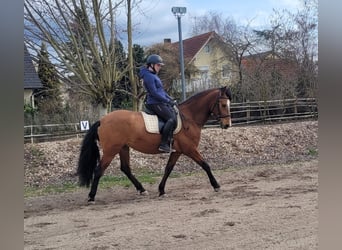 Andaluso Mix, Castrone, 5 Anni, 156 cm, Baio