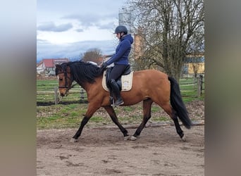 Andaluso Mix, Castrone, 5 Anni, 156 cm, Baio