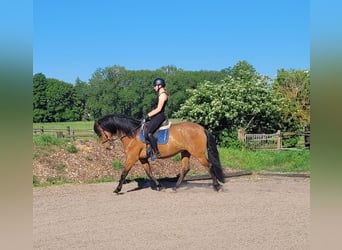 Andaluso Mix, Castrone, 5 Anni, 156 cm, Baio