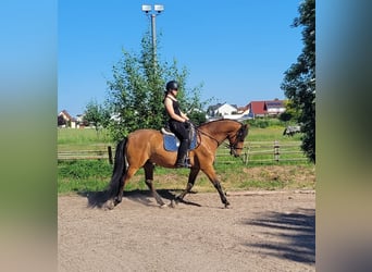 Andaluso Mix, Castrone, 5 Anni, 156 cm, Baio