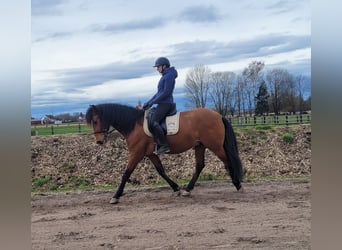 Andaluso Mix, Castrone, 5 Anni, 156 cm, Baio