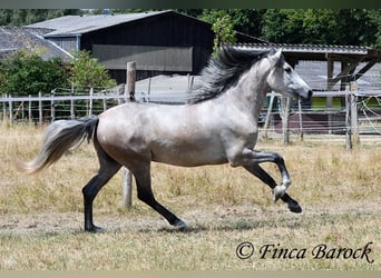Andaluso, Castrone, 5 Anni, 156 cm, Grigio