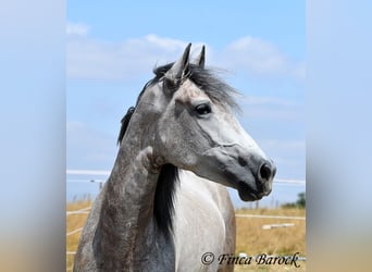 Andaluso, Castrone, 5 Anni, 156 cm, Grigio