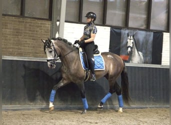 Andaluso, Castrone, 5 Anni, 156 cm, Pelle di daino