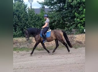 Andaluso Mix, Castrone, 5 Anni, 156 cm, Pelle di daino