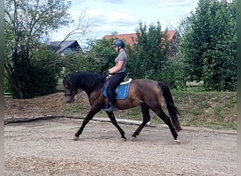 Andaluso Mix, Castrone, 5 Anni, 156 cm, Pelle di daino
