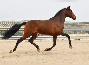 Andaluso, Castrone, 5 Anni, 157 cm, Baio