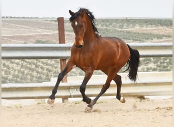 Andaluso, Castrone, 5 Anni, 157 cm, Baio