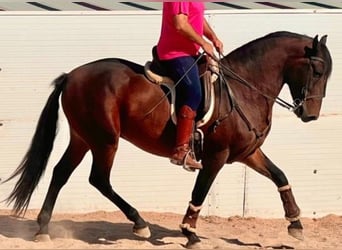 Andaluso, Castrone, 5 Anni, 158 cm, Baio